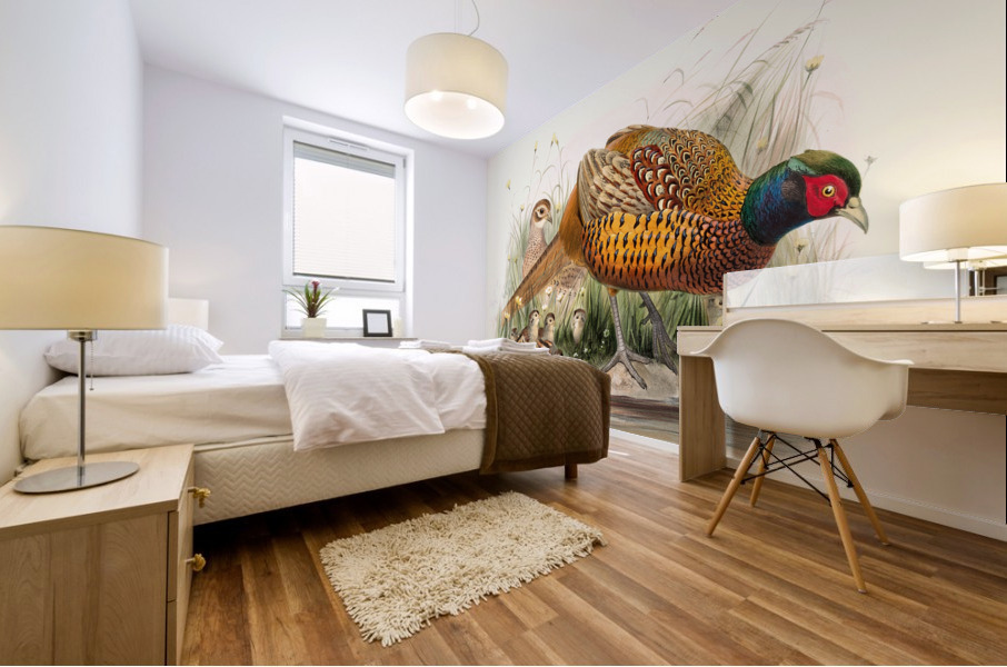 Phasianus colchicus. 1872 Mural print