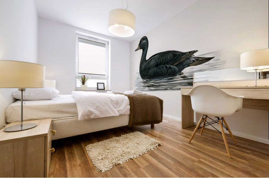 Somateria mollissima Mural print