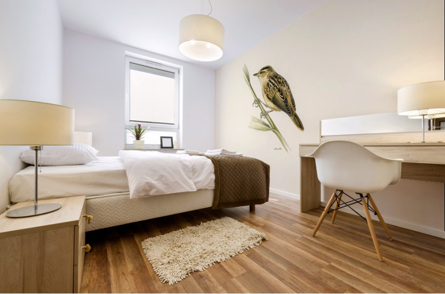 Aquatic warbler Acrocephalus aquaticus Mural print