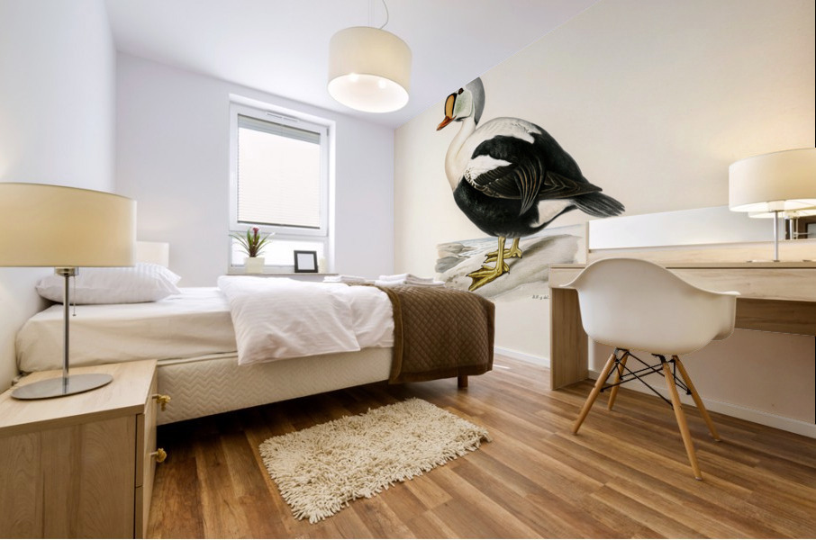 Somateria spectabilis Mural print