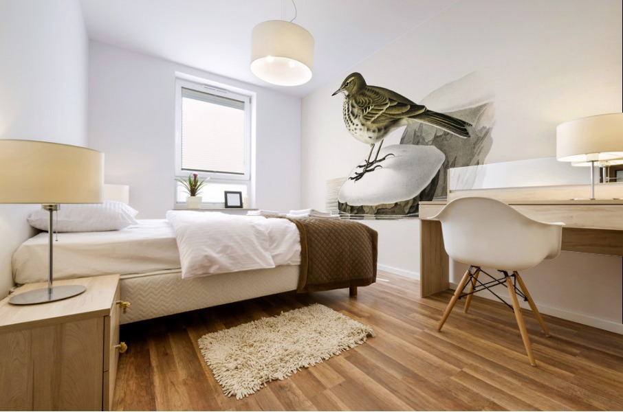 Water pipit Anthus spinoletta rupestris Mural print