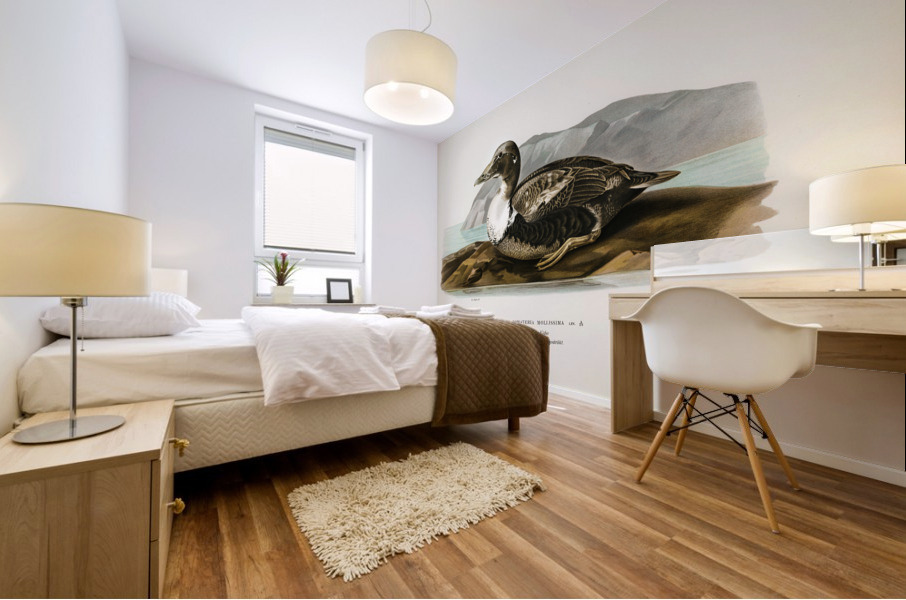 Eider Somateria mollissima Mural print