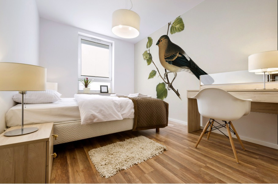 Eurasian Bullfinch Pyrrhula pyrrhula Mural print