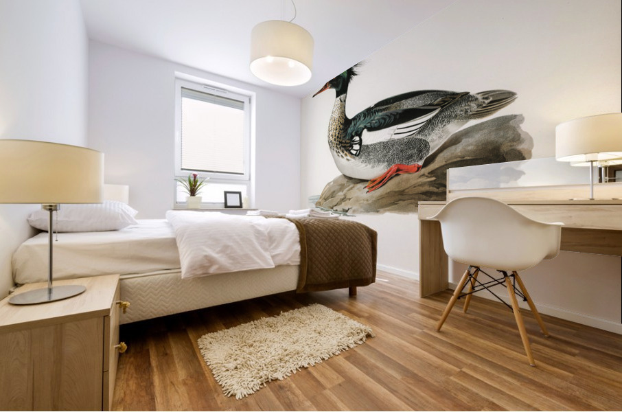 Mergus serrator Mural print