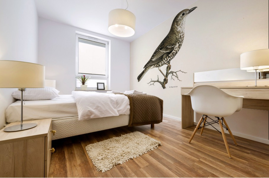 Somateria mollissima Mural print