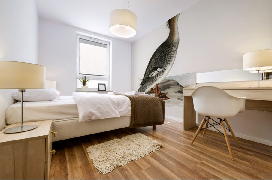 Mergus serrator Mural print