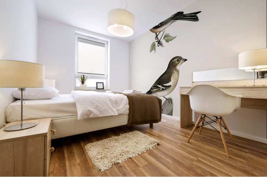 Chaffinch male Fringilla coelebs Mural print