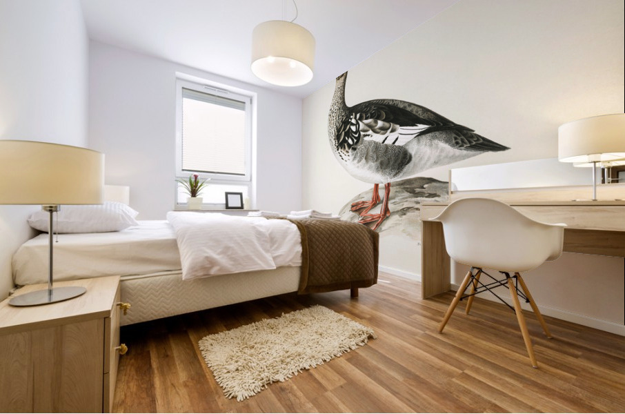 Mergus serrator Mural print