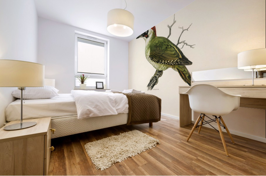 Picus viridis ♂ Mural print