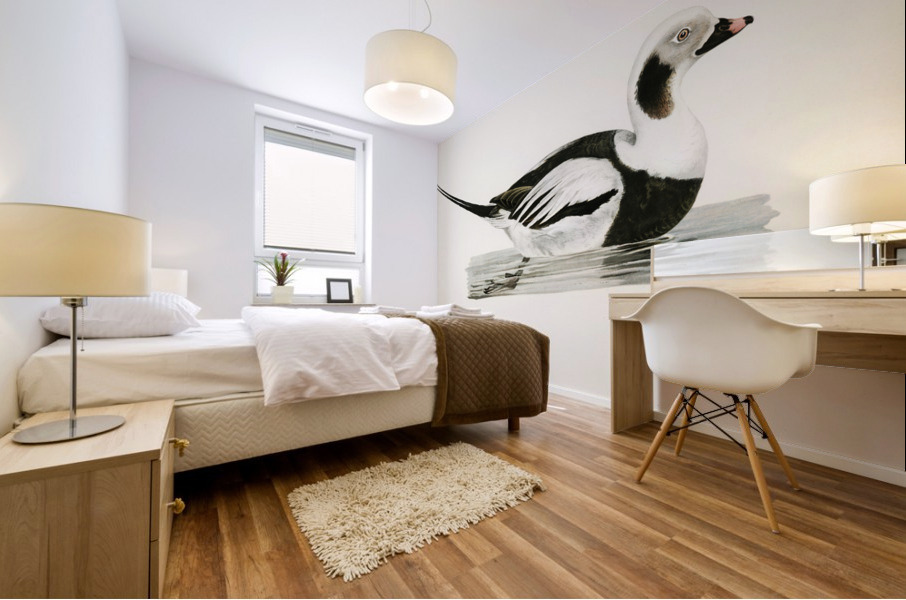 Long-tailed Duck male Harelda hyemalis Mural print