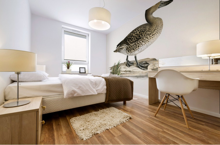 Pintail Anas acuta Mural print