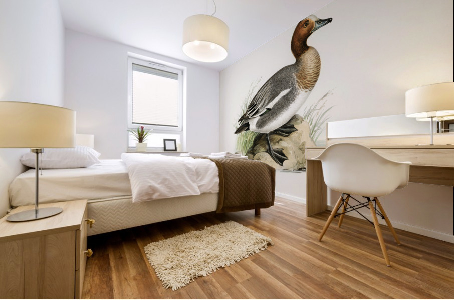 Eurasian wigeon Anasmereca penelope. Mural print