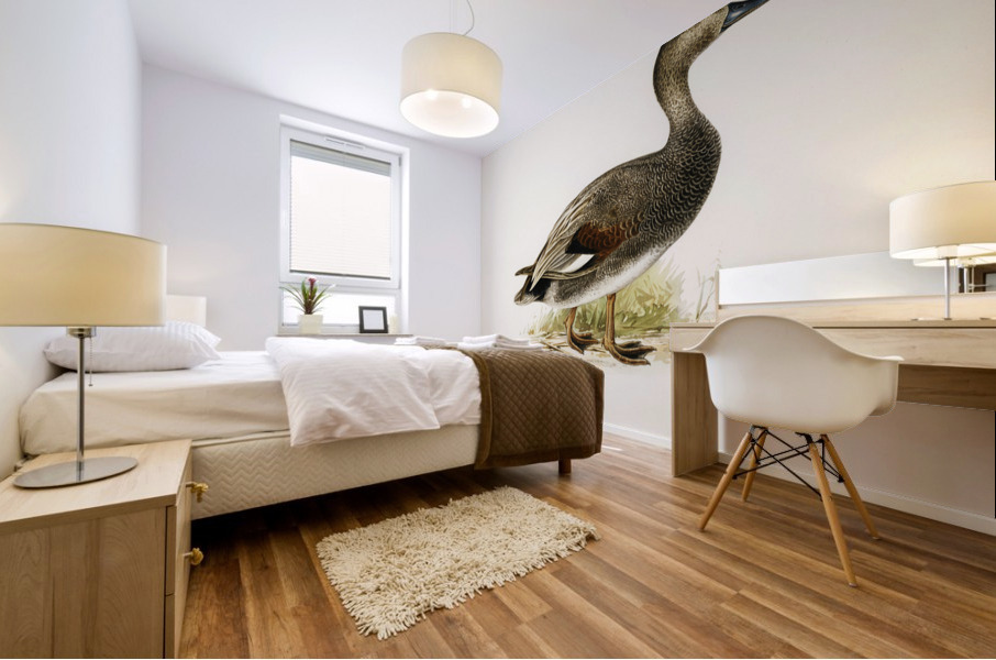 Gadwall Anas Chauelasmus Strepera Mural print