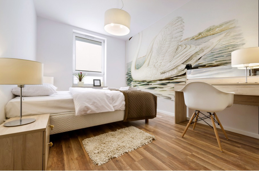 Mute Swan male Cygnus olor Mural print