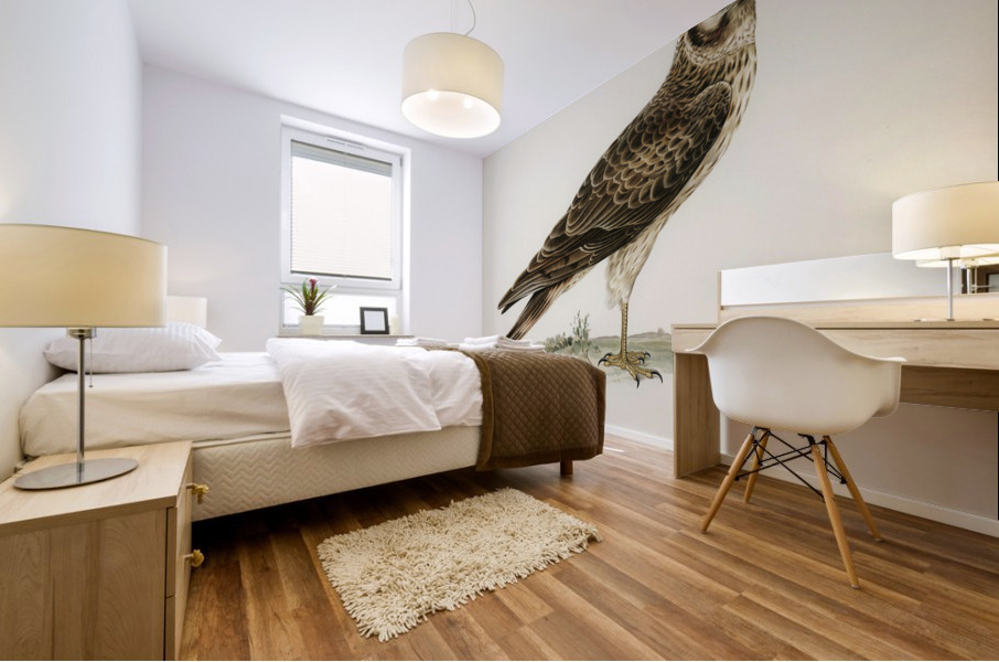 Pale Harrier Pallid Harrier female Circus macrourus Mural print