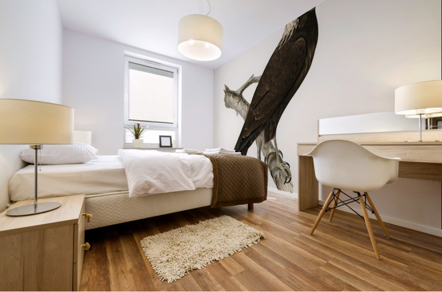 Marsh Harrier Circus aeruginosus Mural print