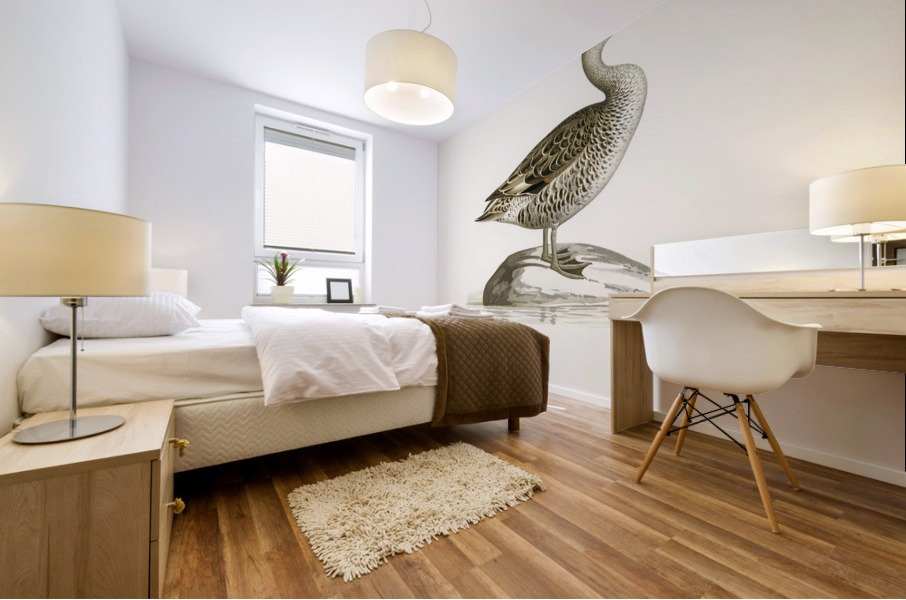 Northern Pintail Anasdafila acuta Mural print