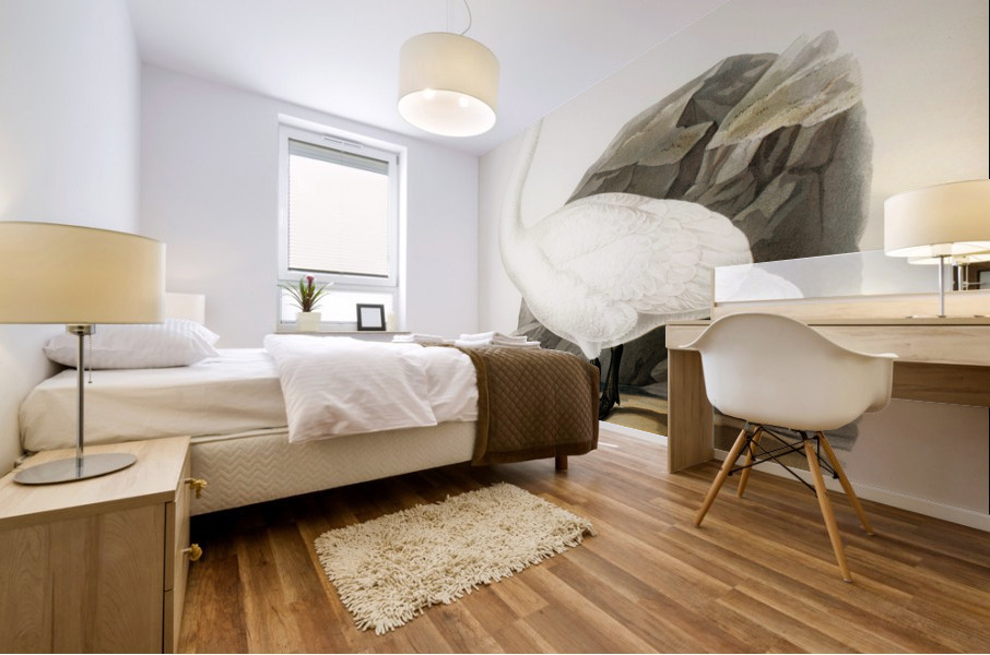 Whooper Swan Cygnus cygnus Mural print