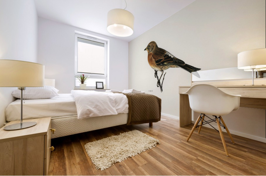 Brambling Fringilla montifringilla Mural print