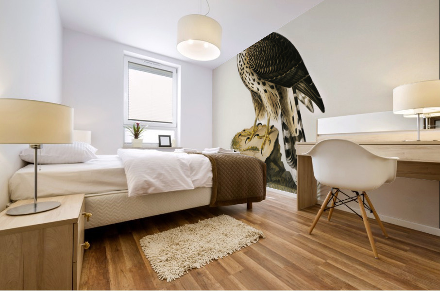 Goshawk Accipiter gentilis Mural print