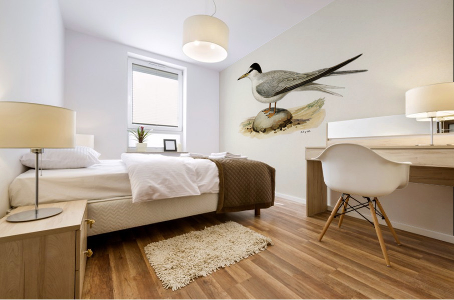 Little tern Sterna albifrons Mural print