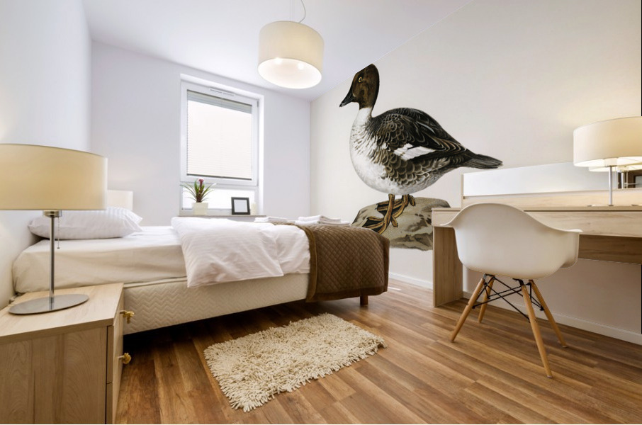 Goldeneye male Bucephala clangula Mural print