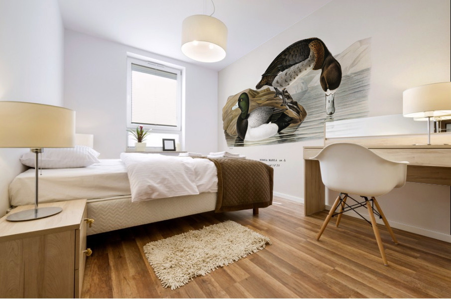 Greater Scaup Scaup Nyroca marila Mural print