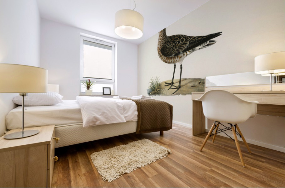 Great black-backed gull LARUS MARINUS Mural print