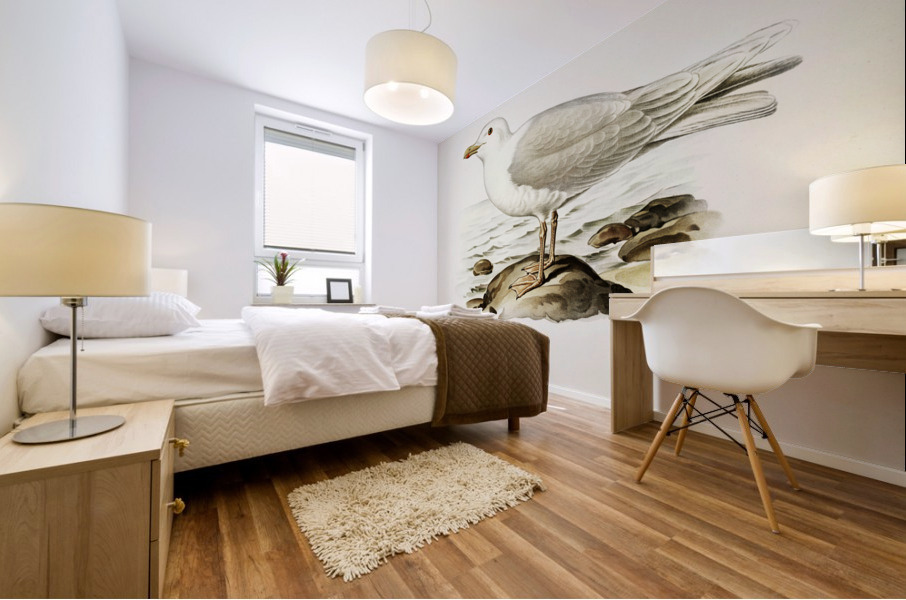 Glaucous gull ♂ Larus hyperboreus Mural print