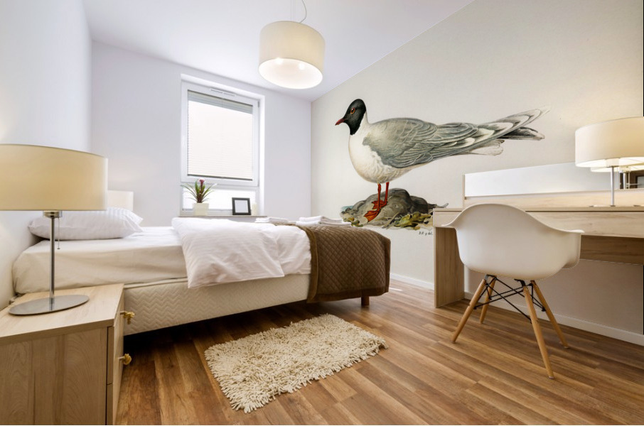 Little gull Larus minutus Mural print