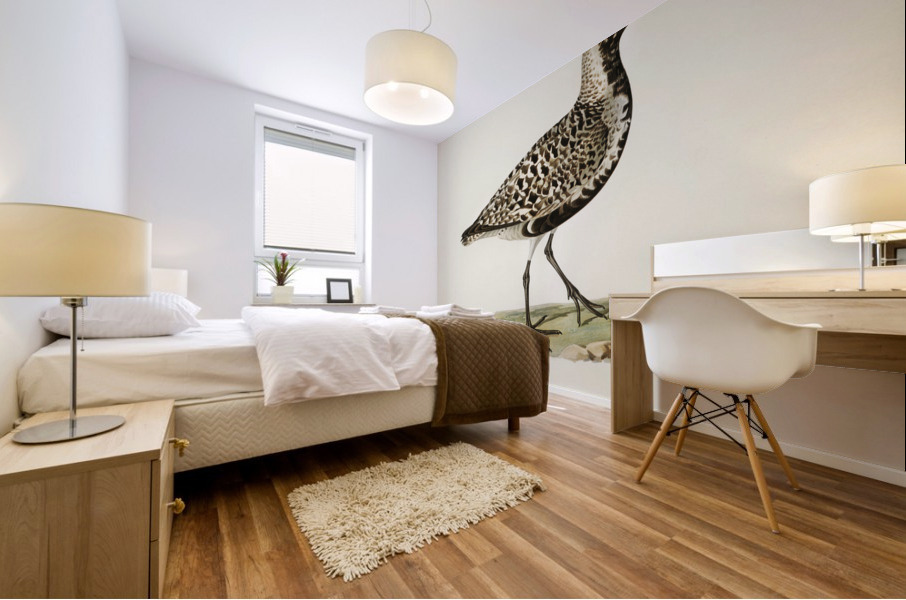 Grey plover Squatarola squatarola Mural print