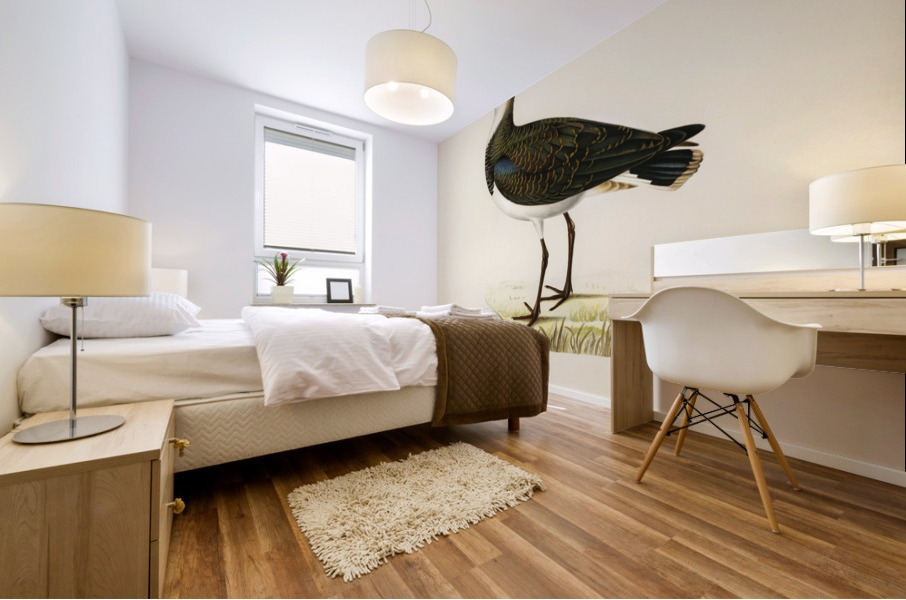 Nortnern lapwing vanellus vanellus Mural print
