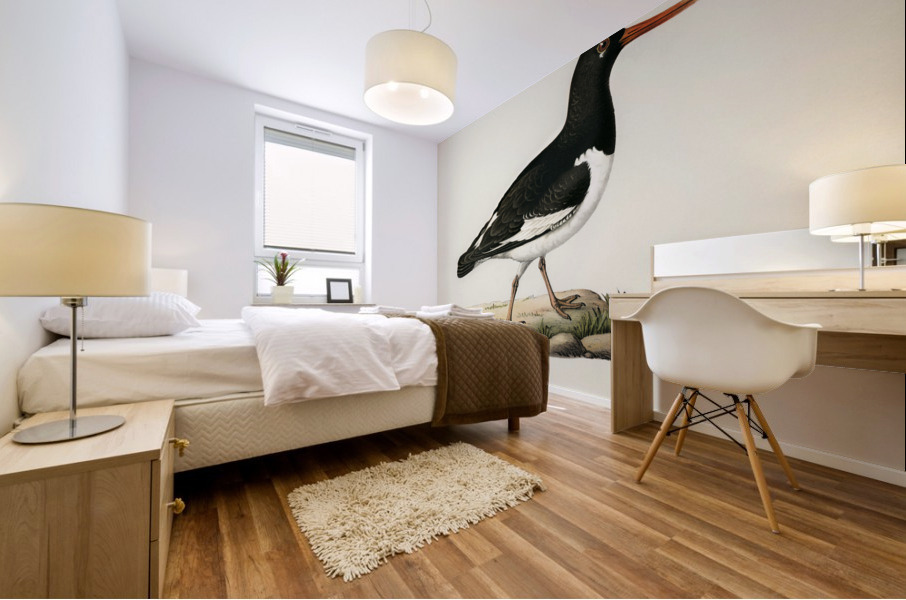 Eurasian oystercatcher ♀ Haematopus ostralegus Mural print