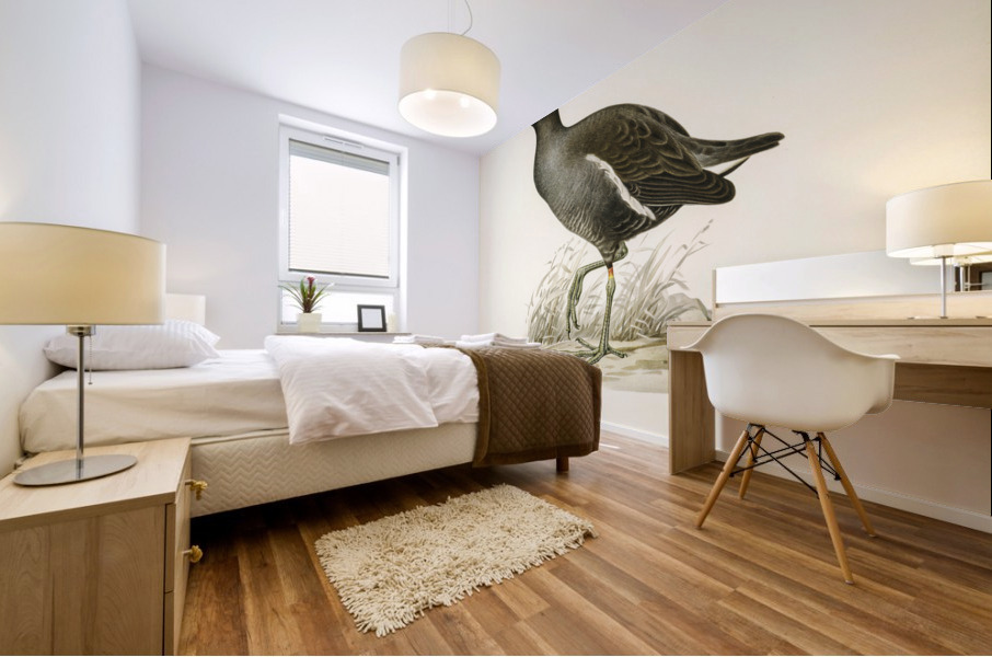 Common moorhen gallinula chloropus Mural print