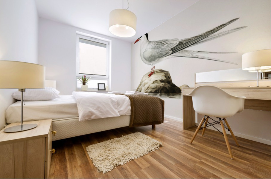 Arctic tern Sterna paradisaea Mural print
