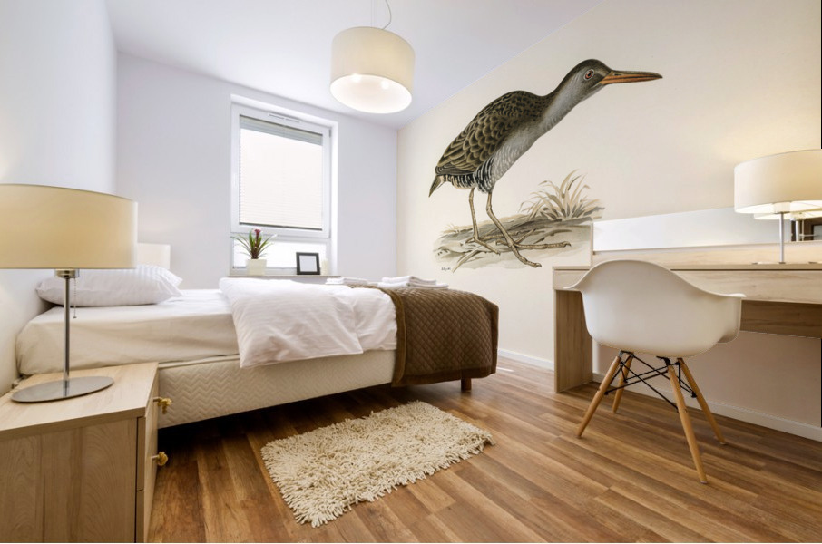 Water rail Rallus aquaticus Mural print