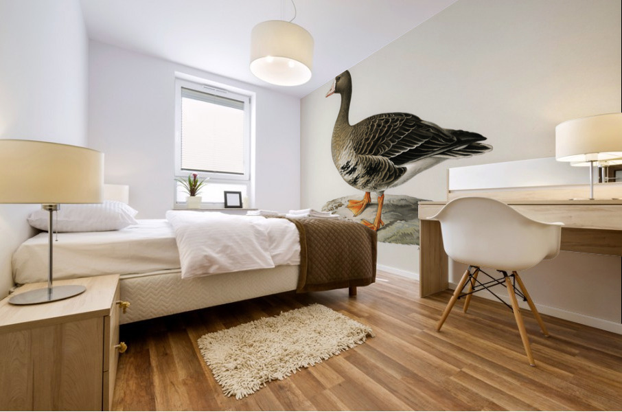 Greater White-fronted Goose Anser albifrons Mural print