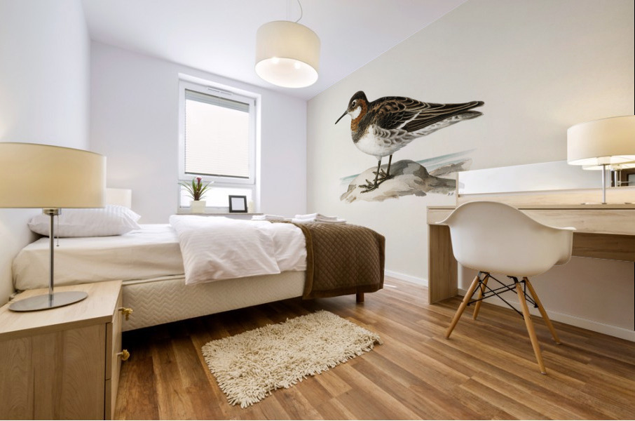 Red-necked Phalarope lobipes lobatus Mural print