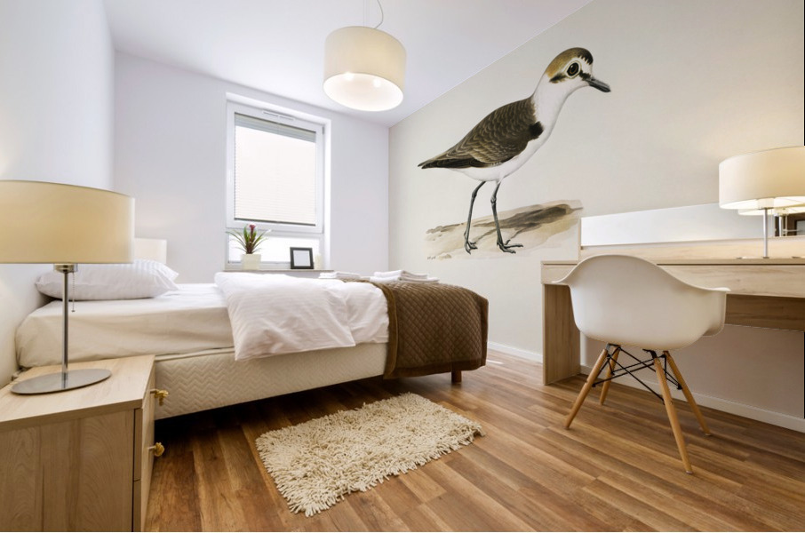 Kentish Plover charadrius alexandrinus ♂ Mural print