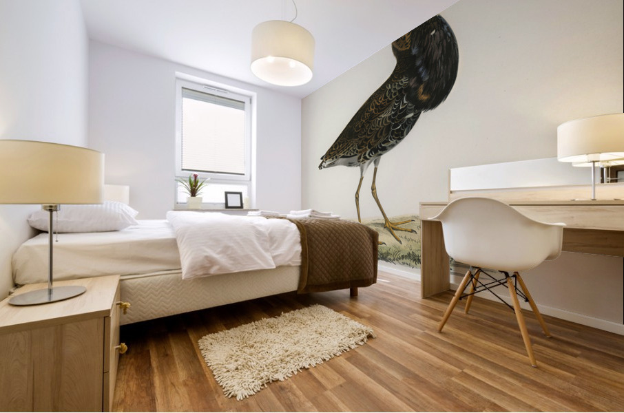 Ruff Pavoncella pugnaxr Mural print