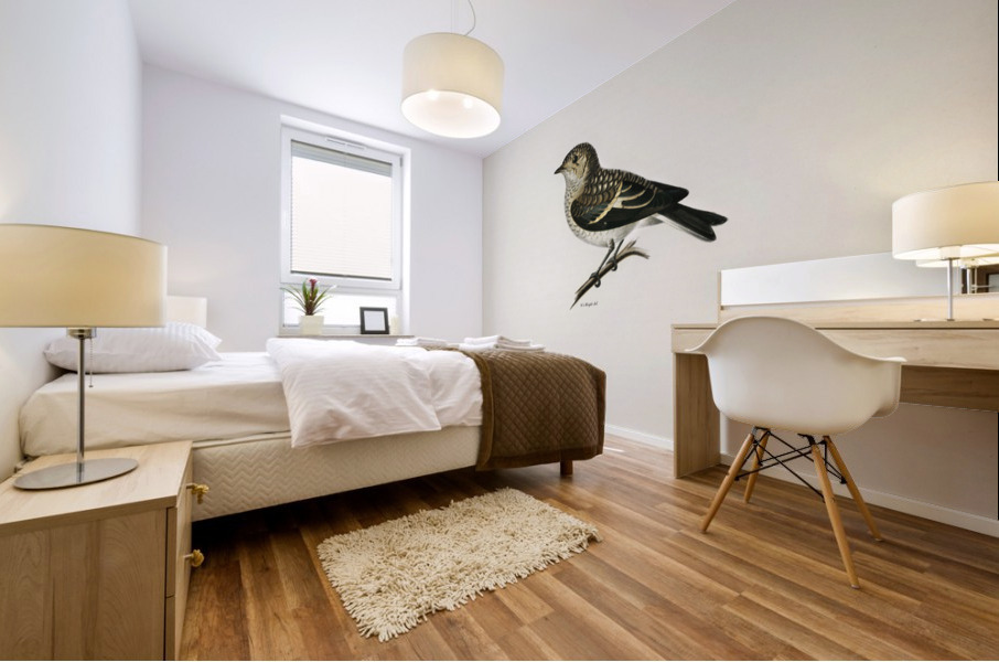 Pied Flycatcher Muscicapa atricapilla Mural print