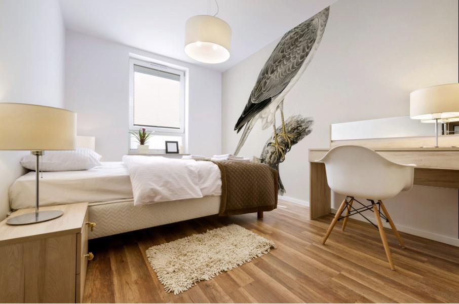 Hen Harrier male Circus cyaneus Mural print