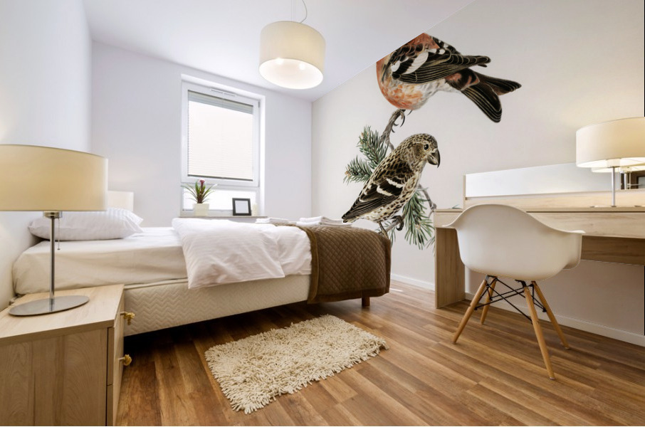 Two-barred crossbill Loxia leucoptera bifasciata Mural print