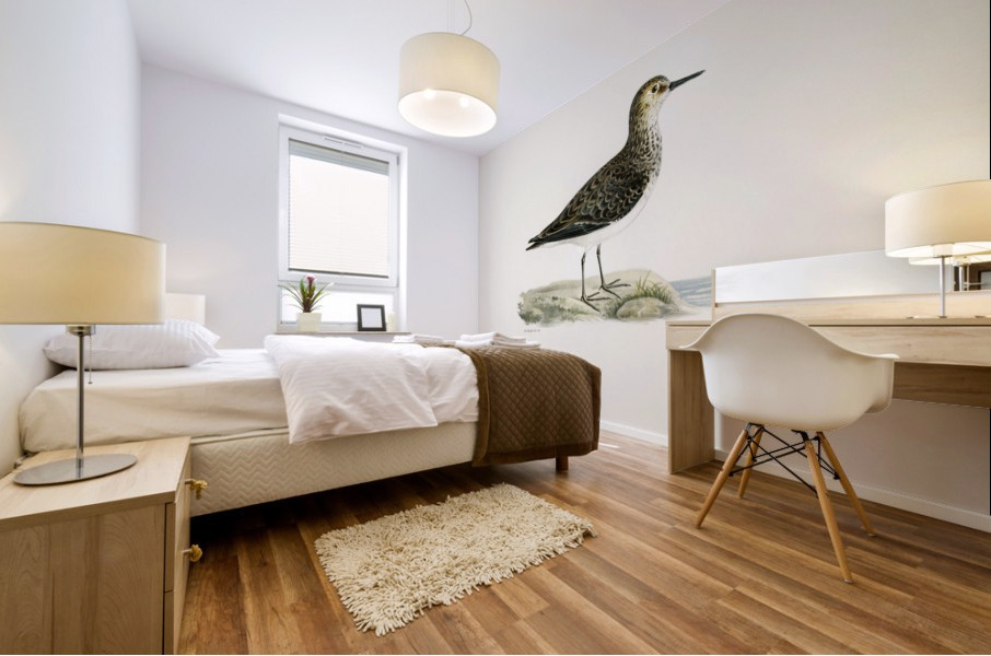 Temminck&39s Stint tringa temminckii Mural print