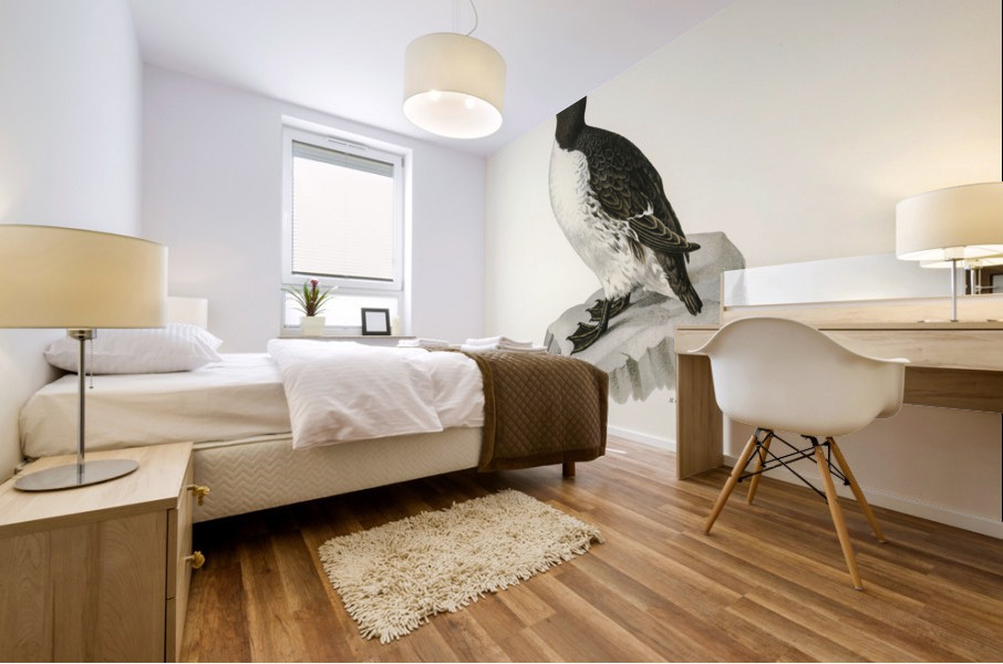 Uria troille Mural print