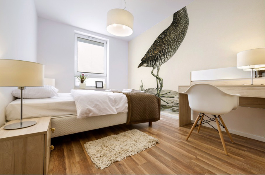 Water rail Rallus Aquaticus Mural print