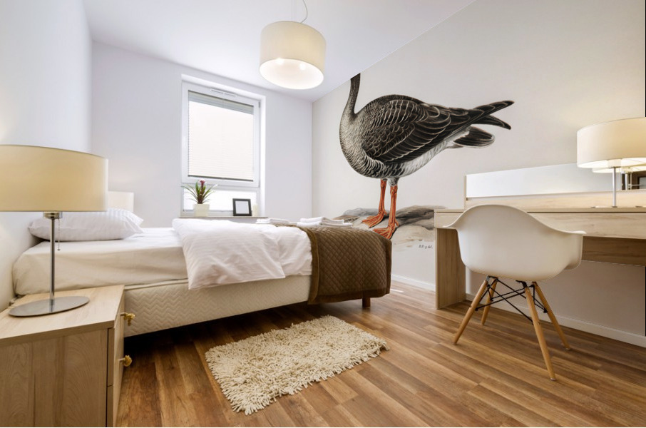 Anser erythropus ♂ Mural print