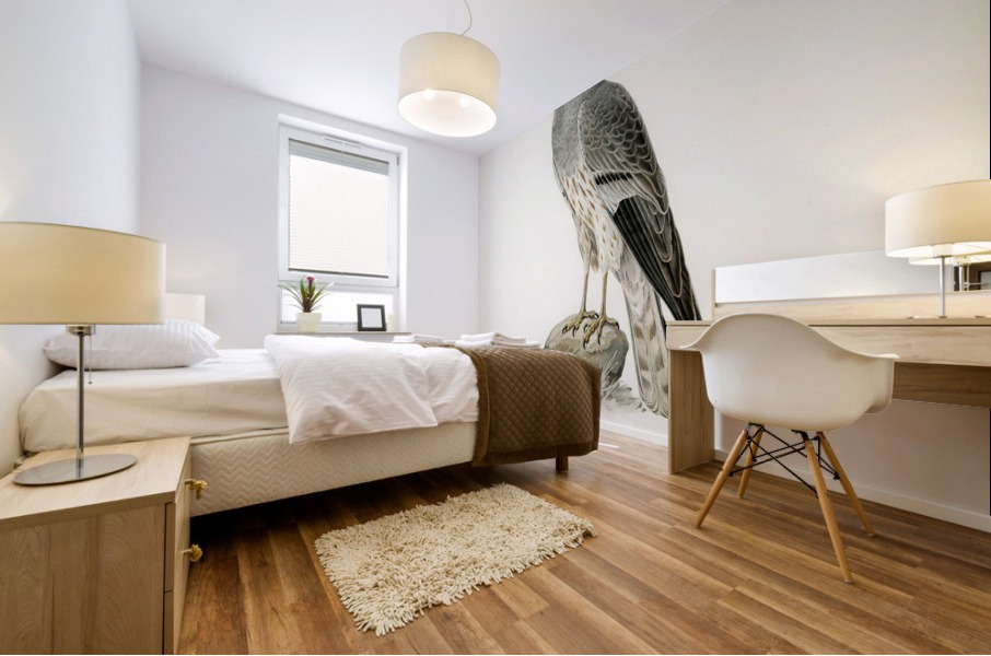 Montagu&39s Harrier male Circus pygargus Mural print