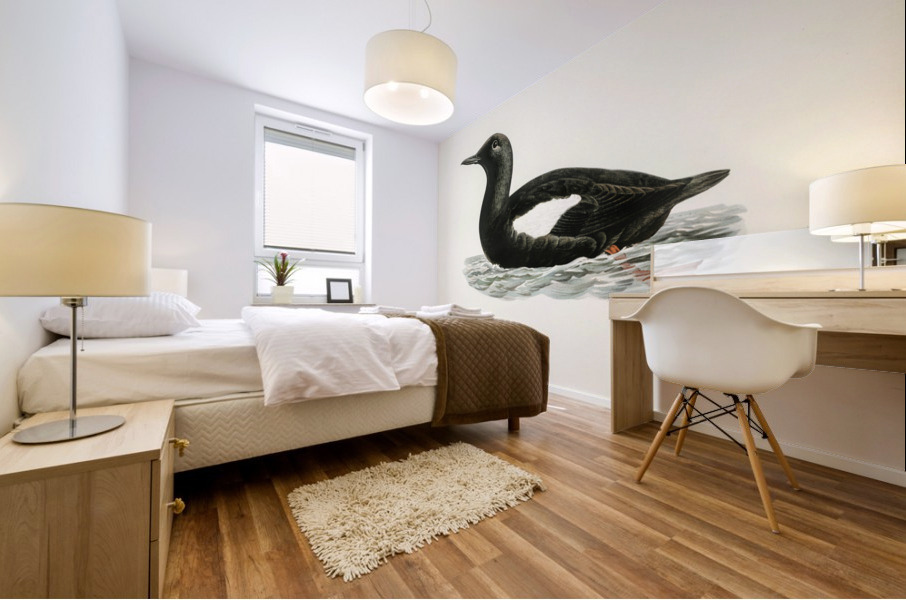 Black guillemot Uria Grylle Mural print