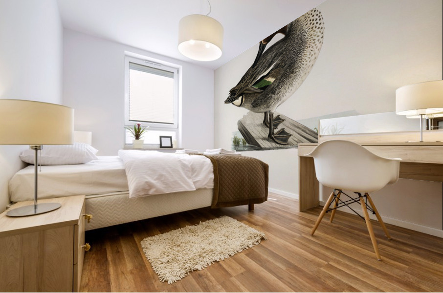 Anas Nettion Crecca Mural print